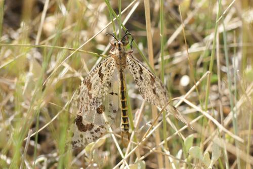 Réf. 237 050 : Palpares libelluloides